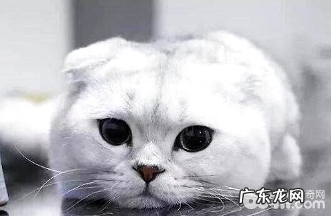 晚年犬吃了饭欠好消化怎么办?