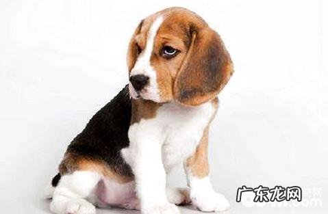 人吃的钙片狗狗能够吃吗?