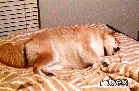 人吃的钙片狗狗能够吃吗?