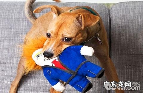 为什么流浪狗比家养的狗身体更好?