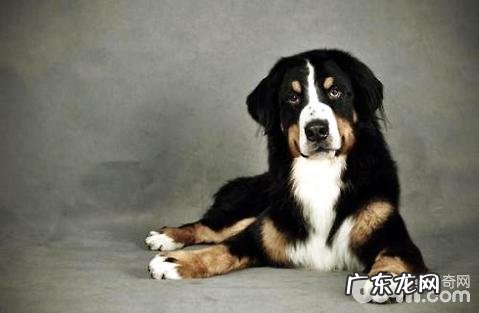 狗狗吃太饱会不会有什么损害?