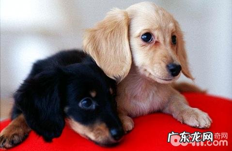 狗狗吃太饱会不会有什么损害?