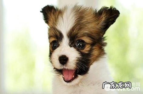 什么样的蝴蝶犬才算是纯种的?