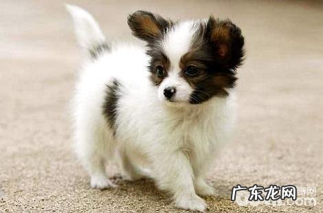 什么样的蝴蝶犬才算是纯种的?