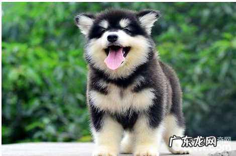 阿拉斯加幼犬能够洗澡吗？