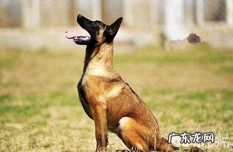 狗狗受伤了能够自己舔创伤吗?