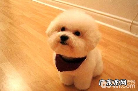 狗狗受伤了能够自己舔创伤吗?