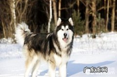 阿拉斯加除了吃狗粮能吃哪些东西？