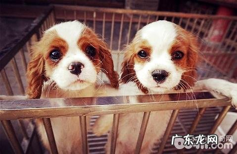 小狗一般多大的时分断奶最好?