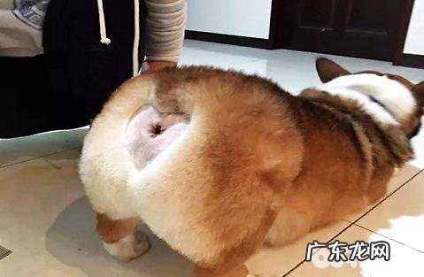 小狗一般多大的时分断奶最好?