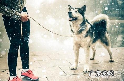 公的阿拉斯加犬绝育好吗?