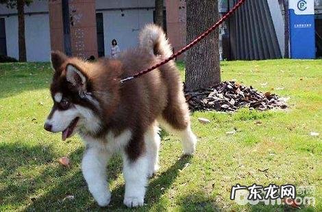 公的阿拉斯加犬绝育好吗?