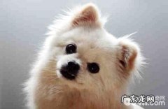 卵磷脂含激素吗？对狗狗毛发是不是好？