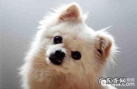 卵磷脂含激素吗?对狗狗毛发是不是好?