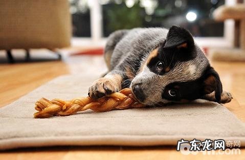 卵磷脂含激素吗?对狗狗毛发是不是好?