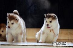 鸡肠子阿拉斯加能不能吃？