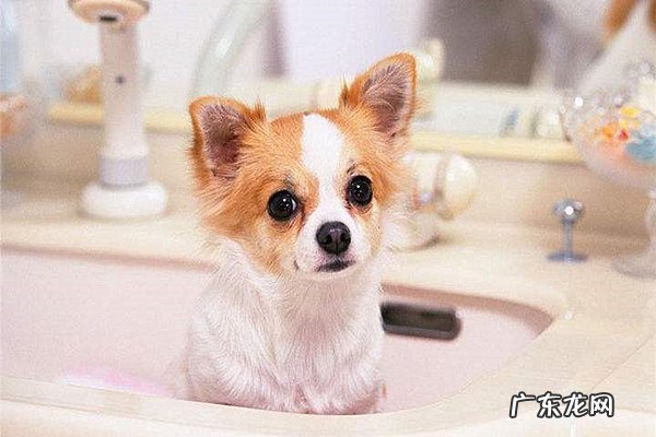 淘宝开宠物店需要什么条件?卖家们要提供哪些手续?