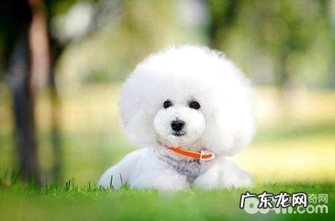 怎么能挑选到纯种的比熊?