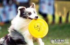 体型不同的狗狗需求相同的养分吗？