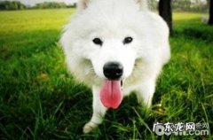 萨摩耶摇尾巴是在表达什么？