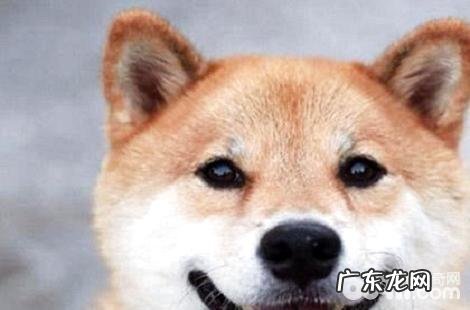 柴犬能养来看门吗？