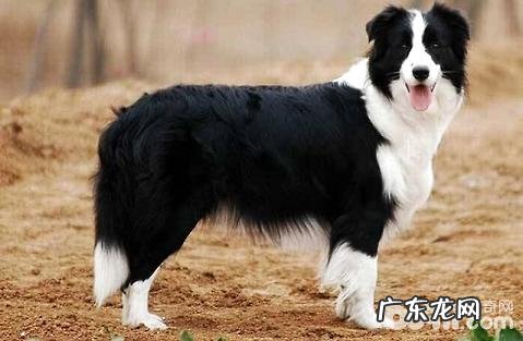 边境牧羊犬的价格多少?好养吗?