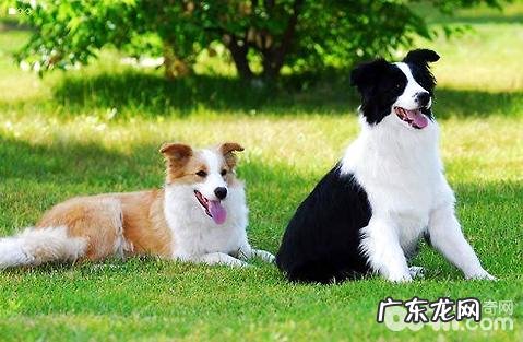 边境牧羊犬的价格多少?好养吗?