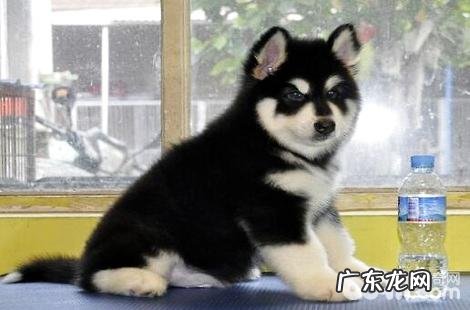 阿拉斯加幼犬吃鸡蛋黄有什么优点?