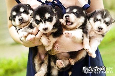 阿拉斯加幼犬吃鸡蛋黄有什么优点?