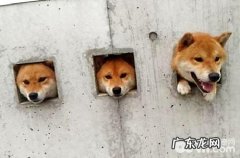 柴犬好养仍是金毛简单养殖？