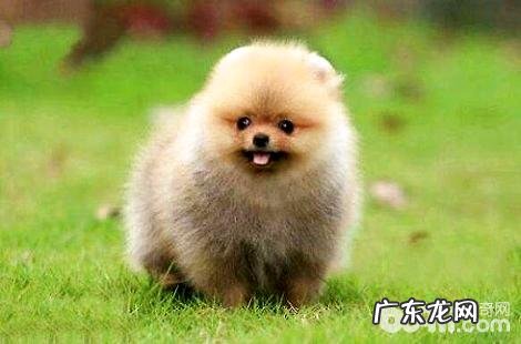 养博美犬的过程中，喂食有什么忌讳？