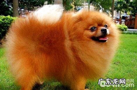 养博美犬的过程中，喂食有什么忌讳？