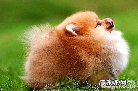 博美犬这么厚的毛仍是会怕冷的吗?