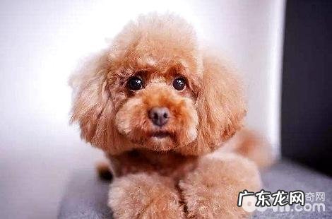 为什么贵宾犬接二连三的拉肚子?