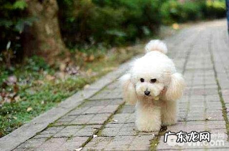 为什么贵宾犬接二连三的拉肚子?