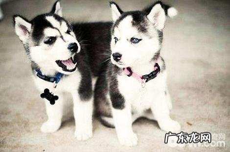 哈士奇发情会有什么体现?