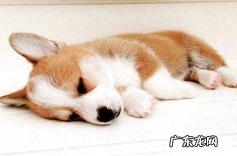 柯基犬能够吃的东西居然有这么多?