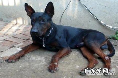 狗狗是不能吃骨头的，家长们不要用你的爱害了它。