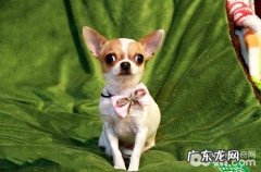 吉娃娃是能够喝牛奶的吗？