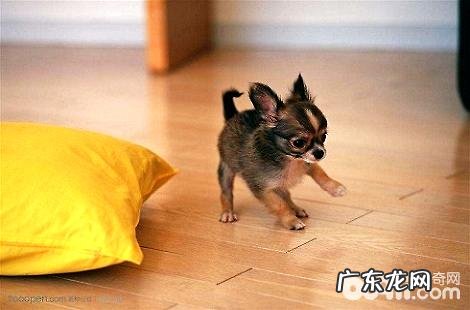 吉娃娃是能够喝牛奶的吗?