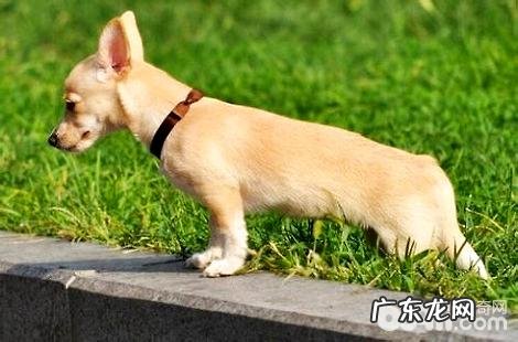 吉娃娃是能够喝牛奶的吗?