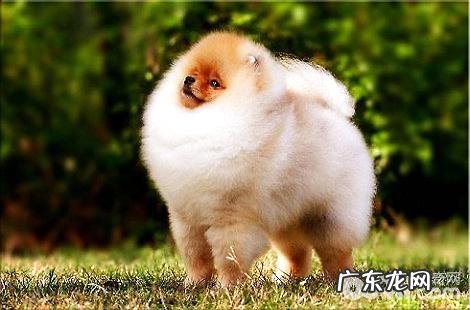 博美犬能够吃鸡蛋吗?