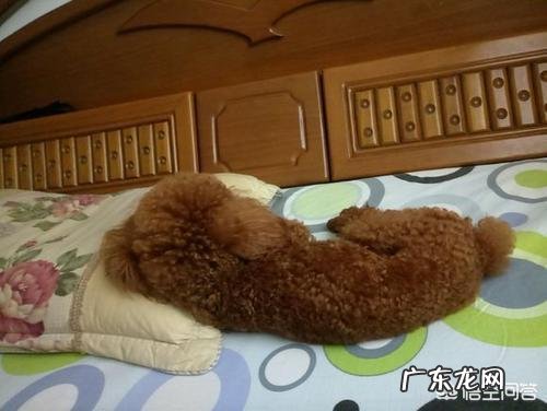 泰迪不同的睡姿是有不同的性格吗?跟主人的关系怎样?