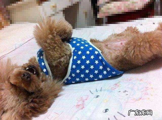 泰迪不同的睡姿是有不同的性格吗?跟主人的关系怎样?