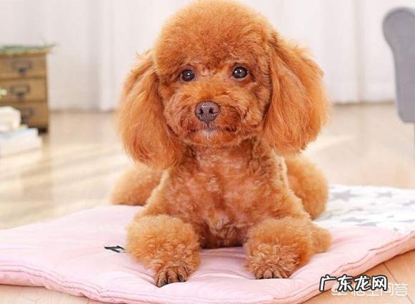 泰迪不同的睡姿是有不同的性格吗?跟主人的关系怎样?