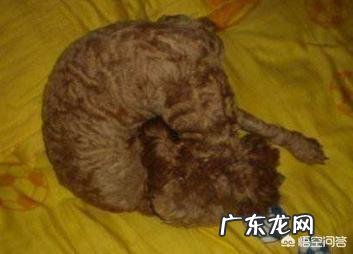 泰迪不同的睡姿是有不同的性格吗?跟主人的关系怎样?