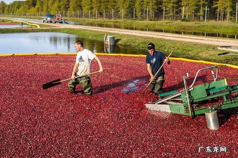 蔓越莓长在水里吗？