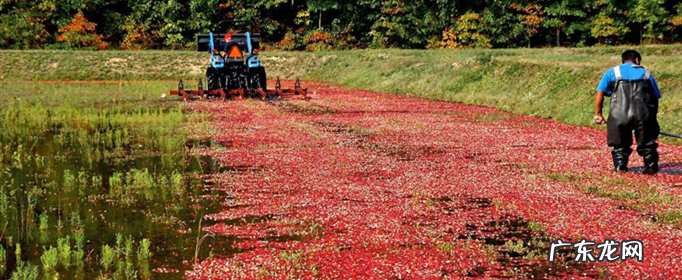 蔓越莓长在水里吗？