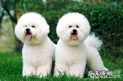 比熊怎样养殖才干养胖?要吃什么?