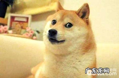 柴犬的耳朵形状能看出是不是纯种吗？